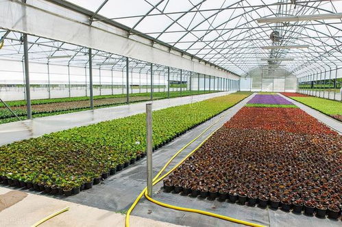 弹丸小国荷兰 农产品出口全球第二的蔬菜农业奇迹