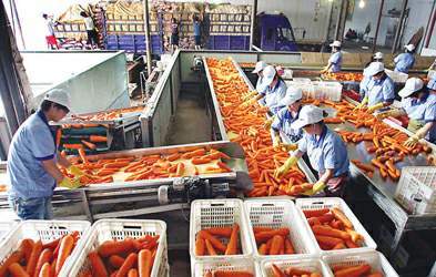 提篮寻鲜 蔬菜采购员的全国寻菜之旅