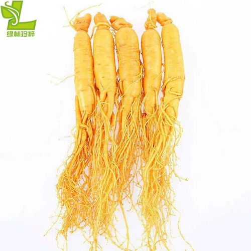 长白山保鲜人参 优质水产品，泡酒煲汤佳品