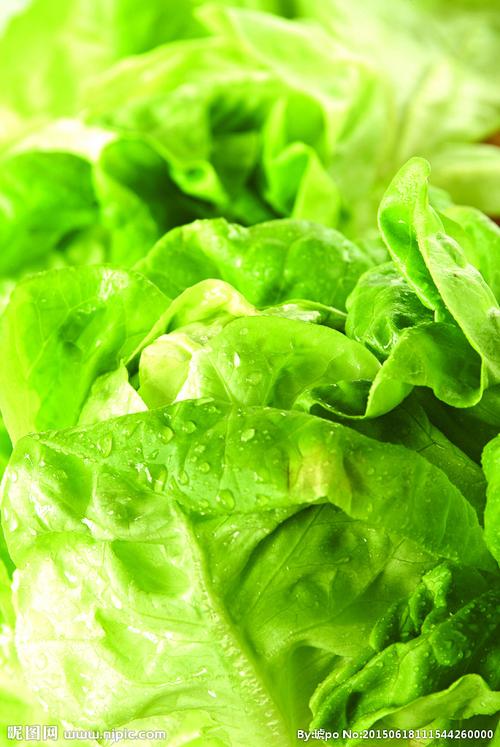 绿叶的芳香 蔬菜特写